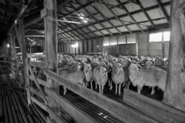Steam Plains Shearing 022401  © Claire Parks Photography